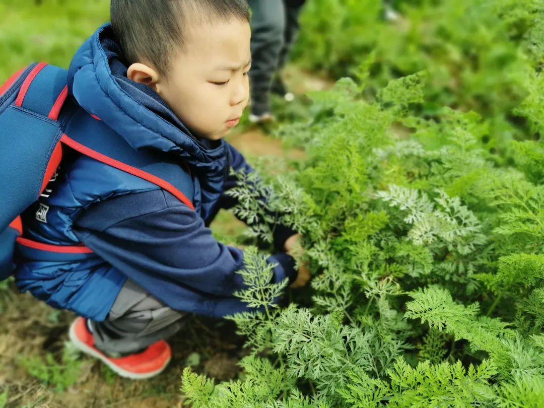 【力邁九華】遠離城市喧囂，感受自然美麗—力邁幼兒園大自然親近課(圖38)