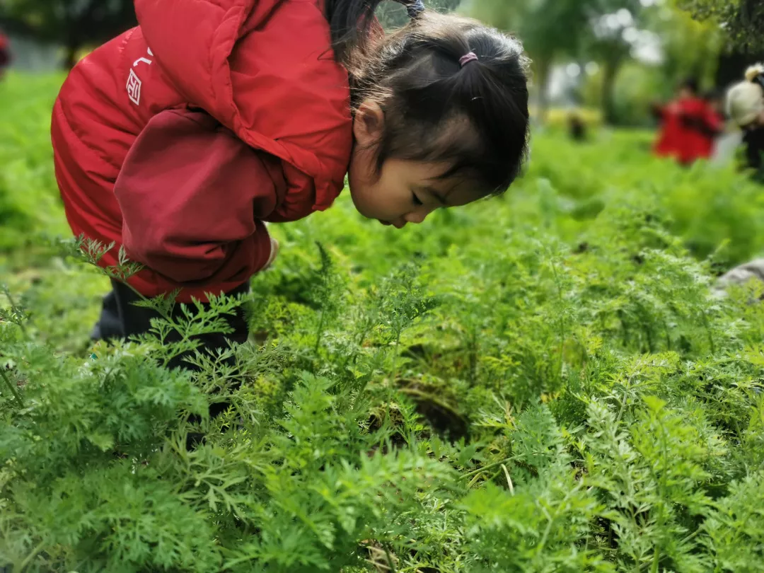 【力邁九華】遠離城市喧囂，感受自然美麗—力邁幼兒園大自然親近課(圖43)