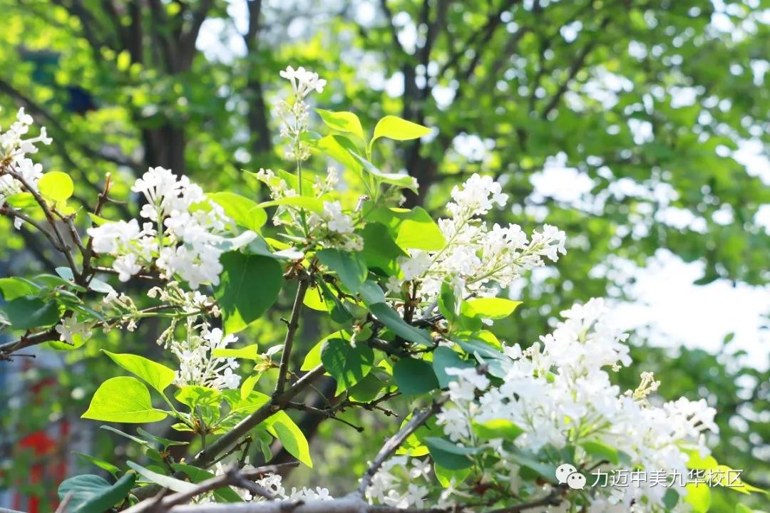 疫云消散，丁香花開|校園堅(jiān)持全面消殺防控工作不松懈，等你歸來(圖2)