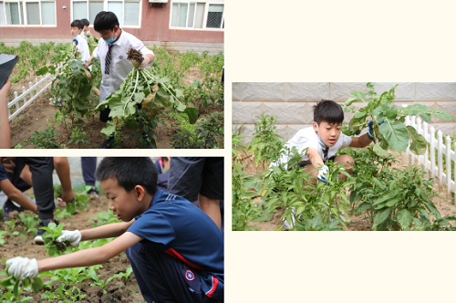 我愛這土地，因為我嗅到了泥土和草葉的芬芳|力邁中美國際學校勞動教育實踐活動(圖8)