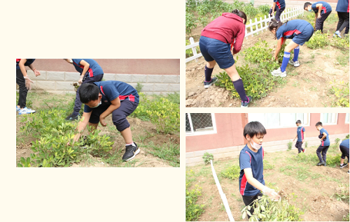 我愛這土地，因為我嗅到了泥土和草葉的芬芳|力邁中美國際學校勞動教育實踐活動(圖14)