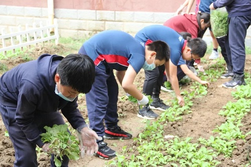 我愛這土地，因為我嗅到了泥土和草葉的芬芳|力邁中美國際學校勞動教育實踐活動(圖4)