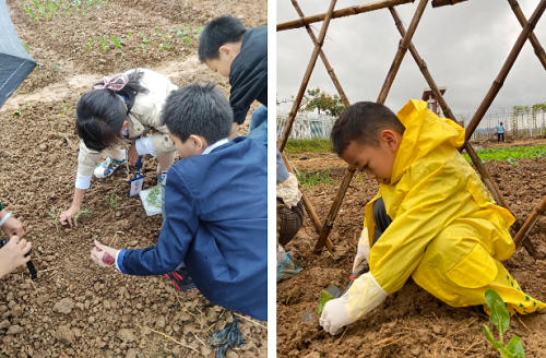 先行者｜南昌這所國際學(xué)校為學(xué)生打造了生態(tài)種植園(圖5)